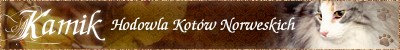 Kamik - hodowla Kot�w Norweskich Le�nych