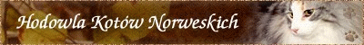 Kamik - hodowla Kot�w Norweskich Le�nych