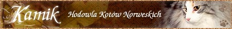 Kamik - hodowla Kot�w Norweskich Le�nych
